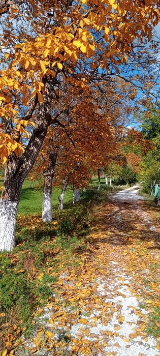 Vânzare - Teren intravilan cu livadă