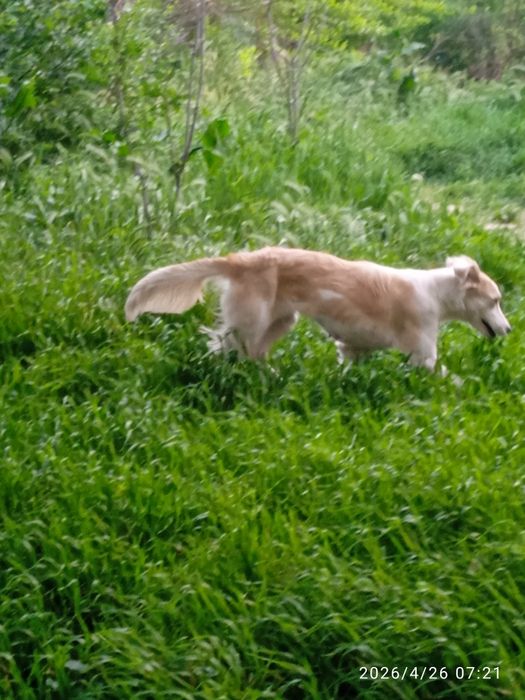 Собака потеряшка!!!