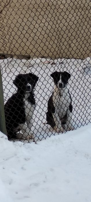 Щенята хорошие, умные возраст 3 месяца