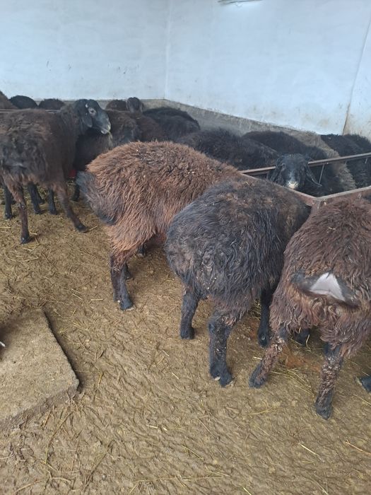 Семіз бордақы тоқталар