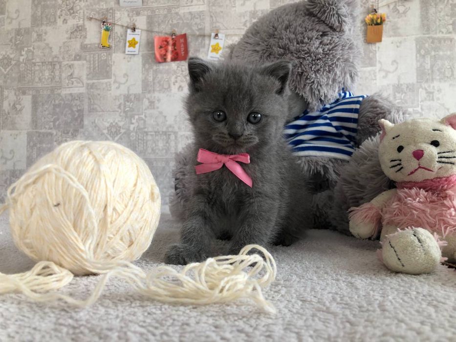 Котенок девочка страйт
