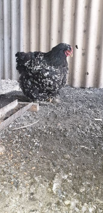 Продаётся кохинхин