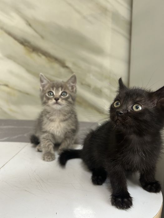 Отдаем котят, в добрые руки