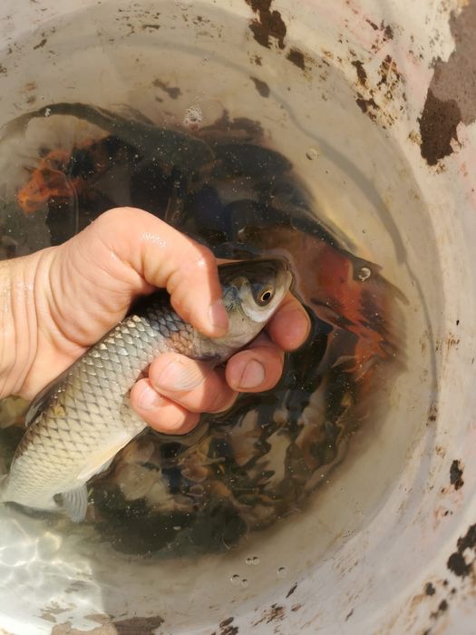 Crap cteno 12-15 cm și fitofag