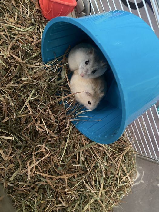 Vand 2 hamsteri cu cusca