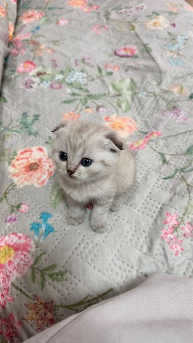 Кошка шотладская