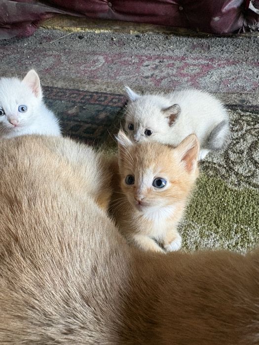 Милые котята бесплатно
