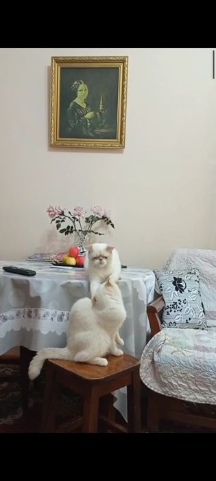 Экзотический кот