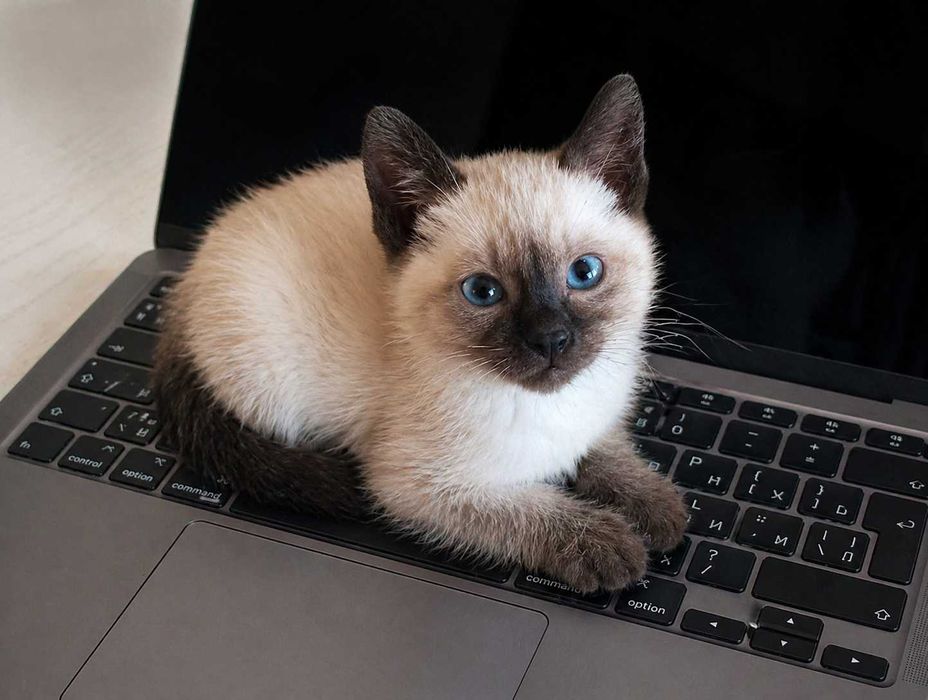 Сиамские котята, 2 месячные