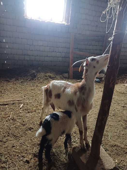 Ешкы сатлады нуб