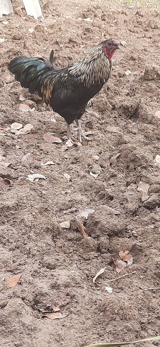 Xoroz sotiladi soglom