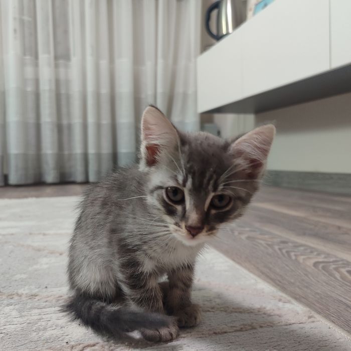 Котята ищут дом, отдам в добрые руки