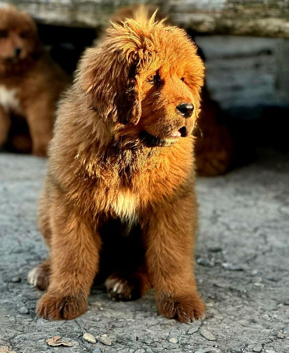 Vând femelă  Mastiff tibetan