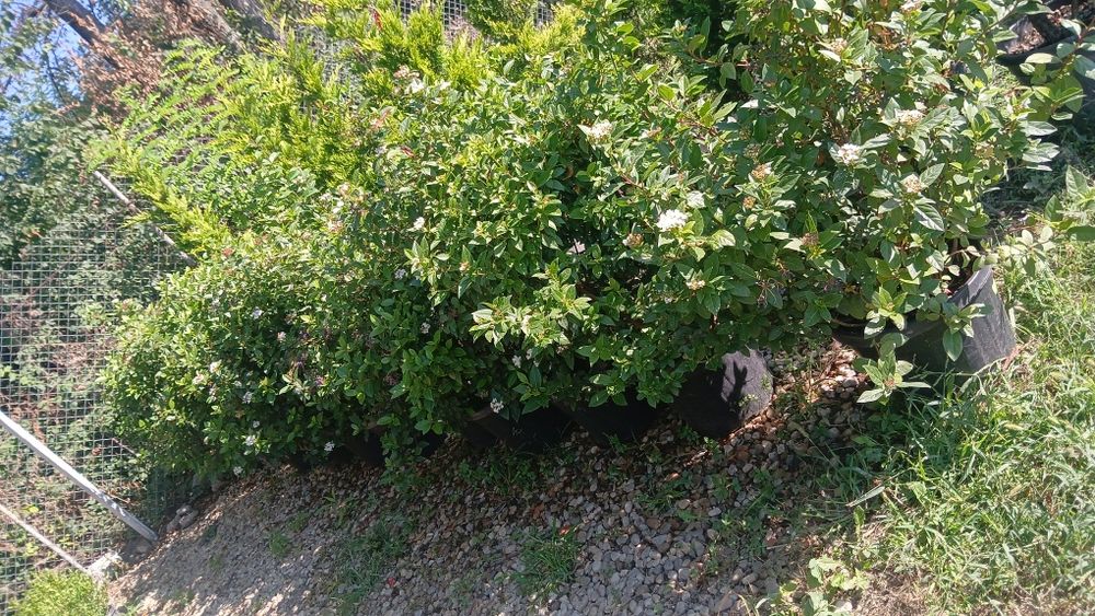 Photinia gard viu viburum oferta 150