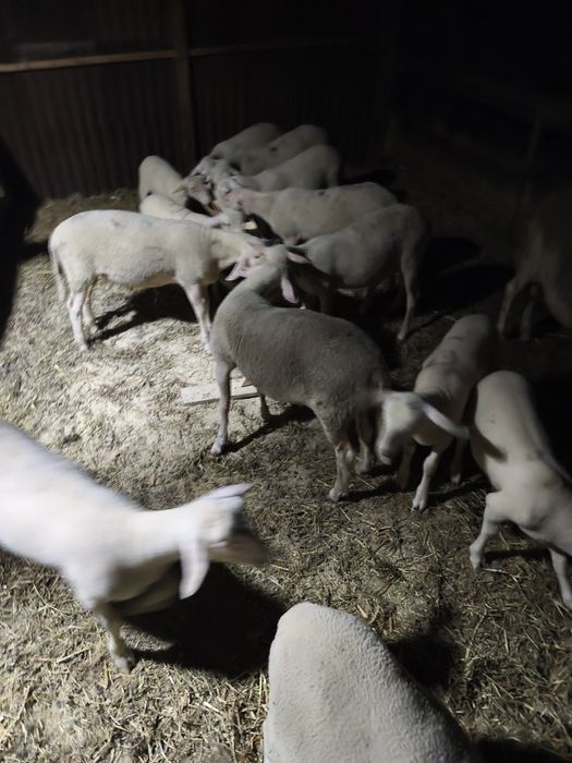 Vând berbecuți din rasa de oi lacune .