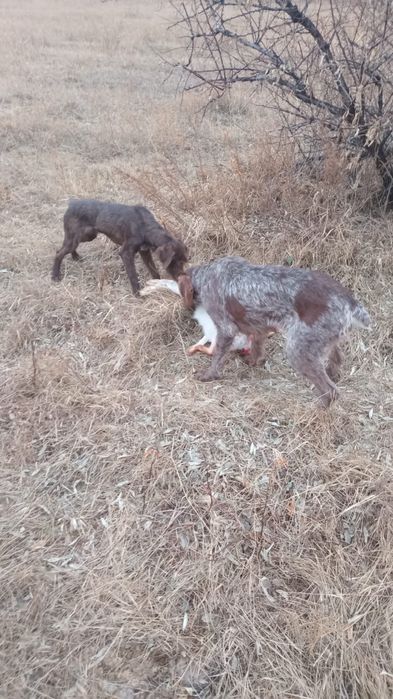 Продаётся сучка щенок