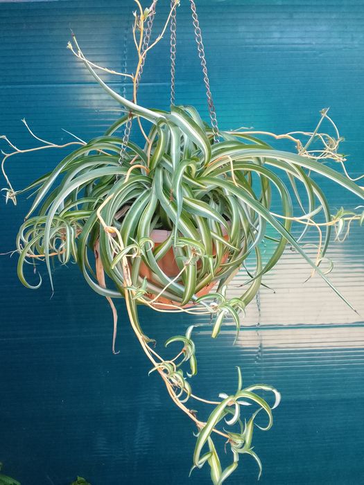 Хосты  - кусты продам