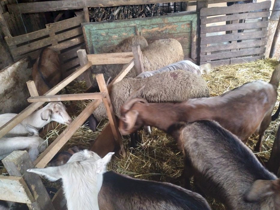 Capre si iede de vânzare