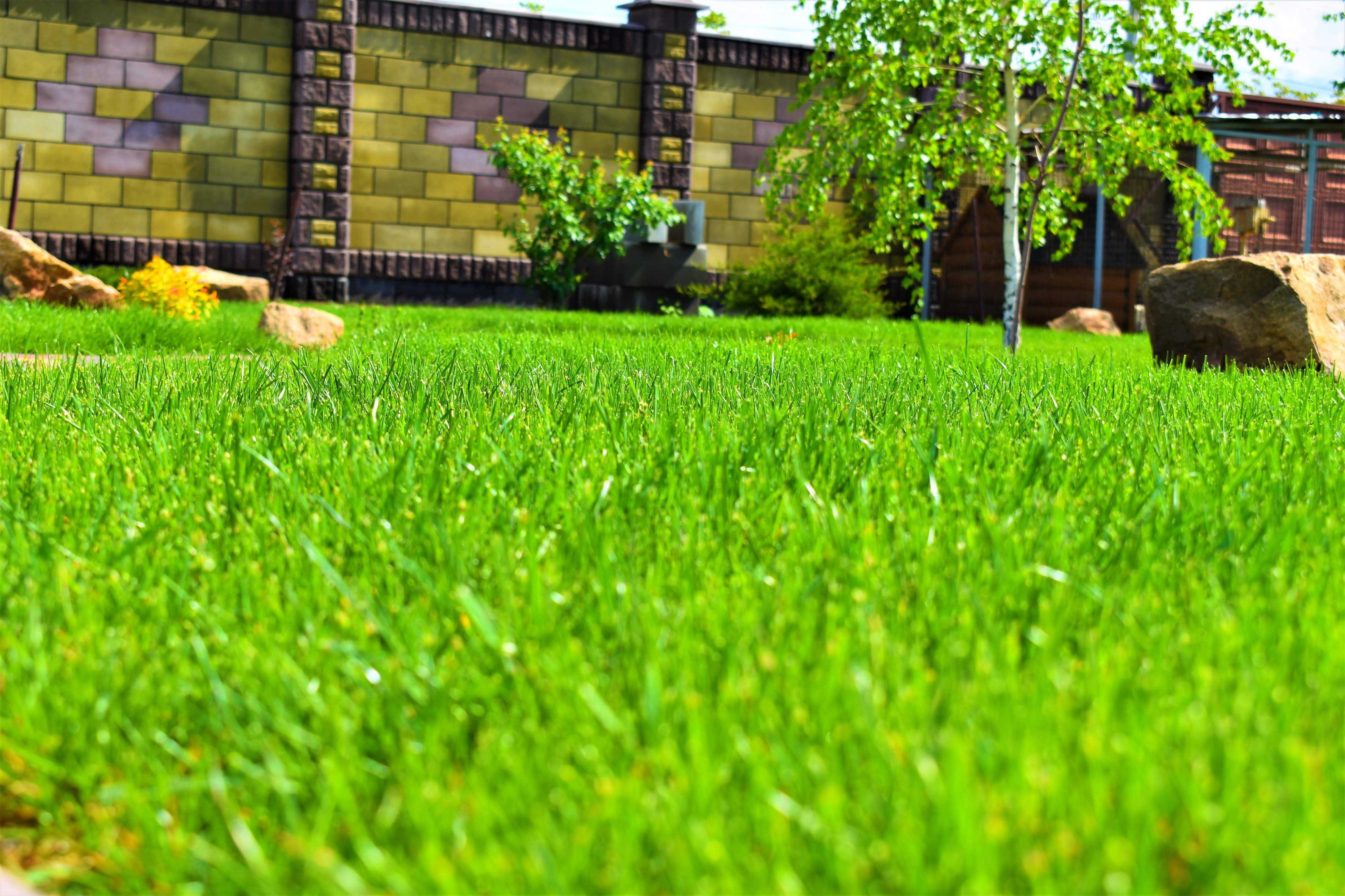 Газонная трава фото Газонная трава фото