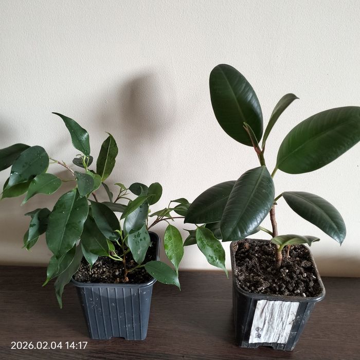 Фикус каучуконосный, Бенжамина.