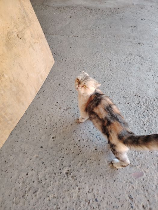 Shinshilla mushuk sotiladi