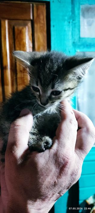 Отдам котят бесплатно