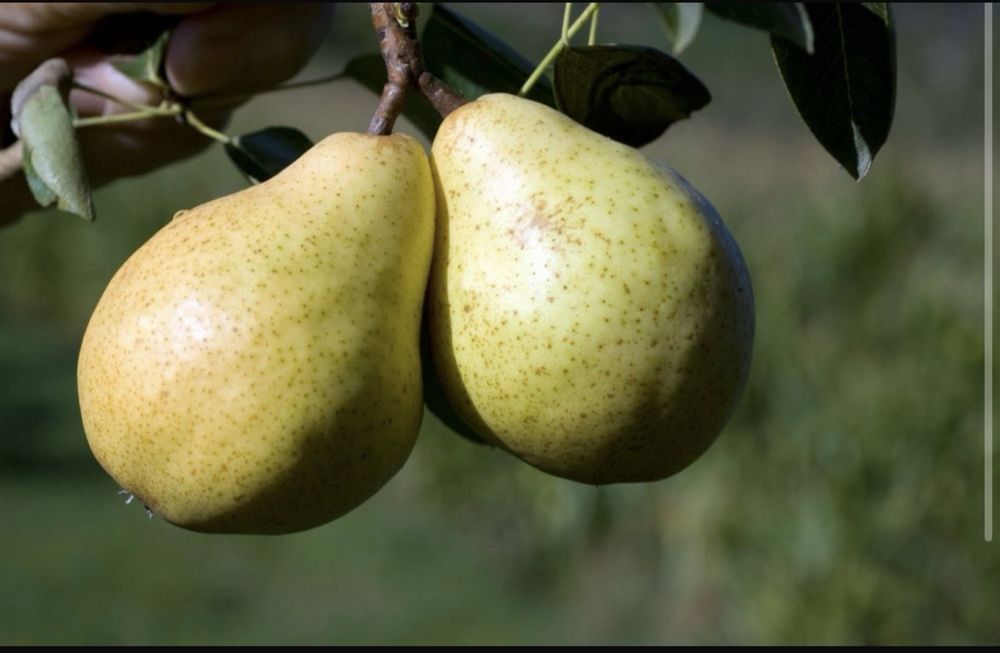 жеміс тал көшетер