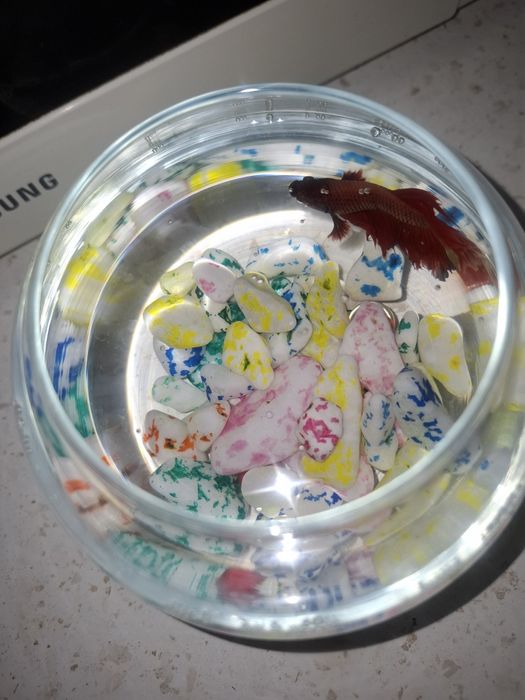 Аквариум  и рыба