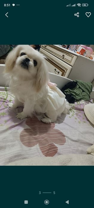 Продам собачку породы Пекинес