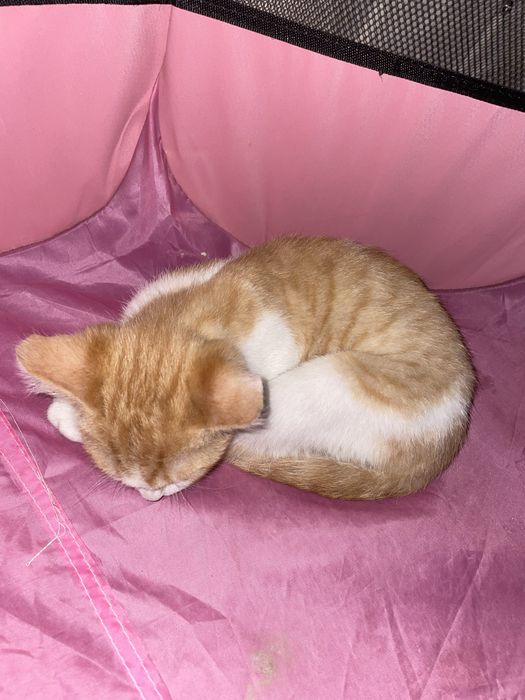 Пародия на кошку