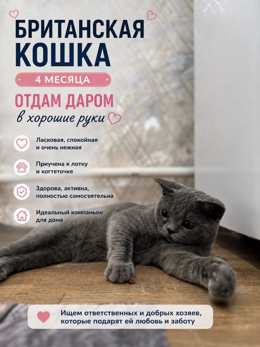 Отдам даром в хорошие руки
