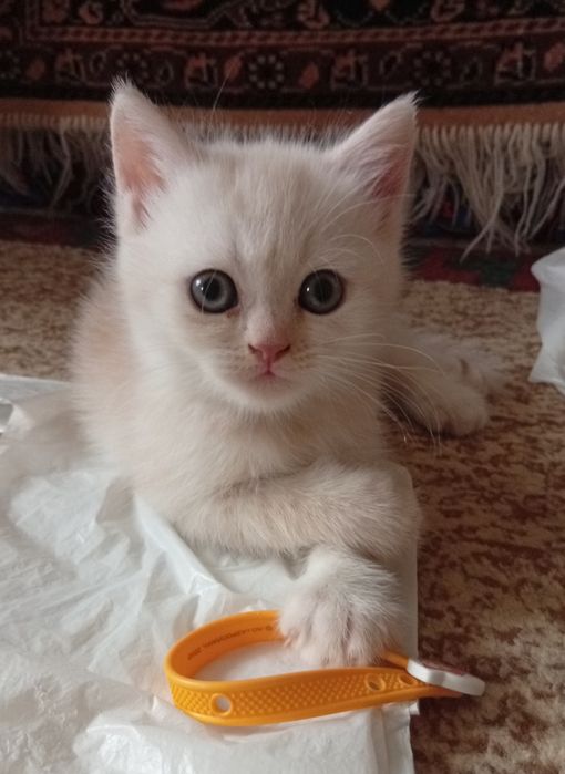 Срочно!Британские котята.Акция!За двоих 700.000!