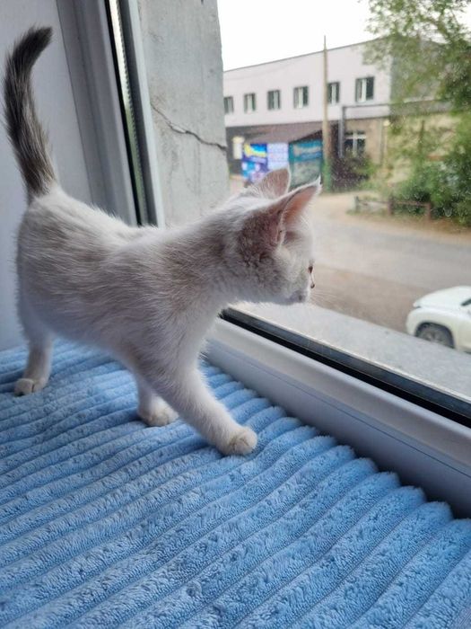 Дарю в добрые и ответственные руки