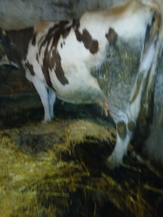 Vaca de vanzare.
