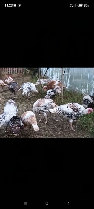 Домашни пуйки Ясно поле