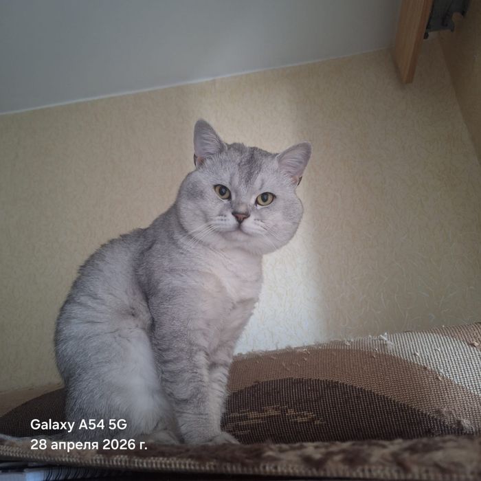 Случка кота, британец