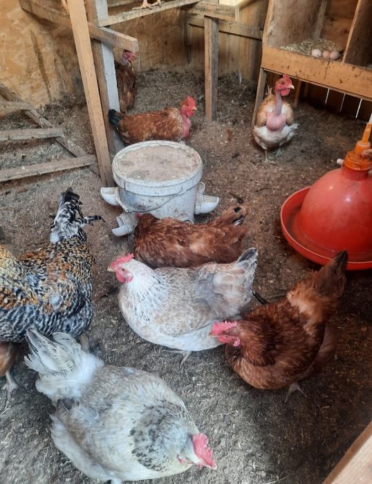 Инкубационое яйцо