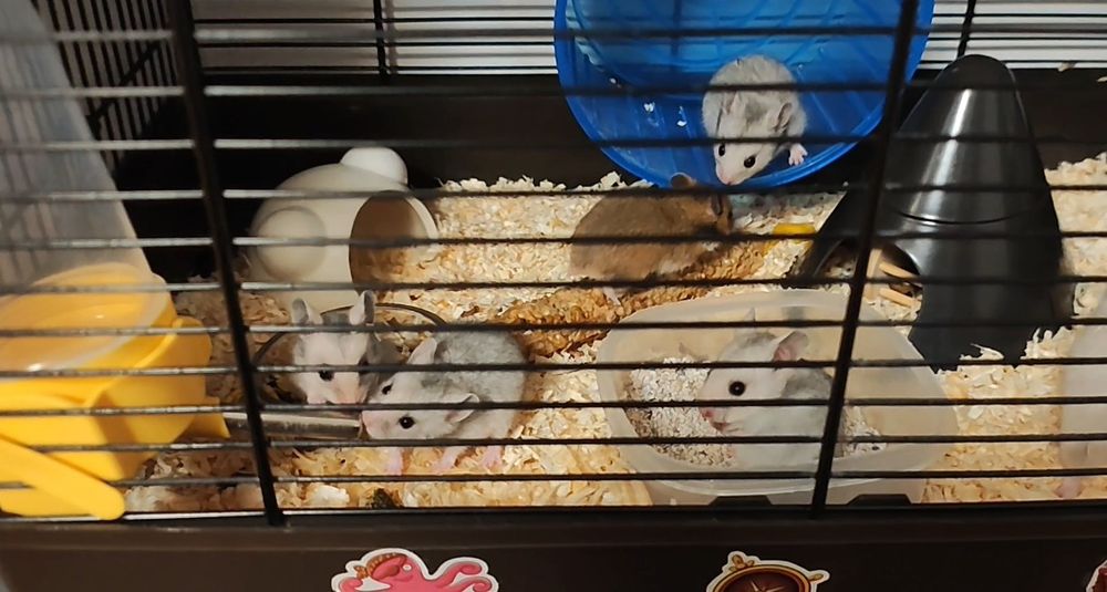 Donez hamsteri sirieni