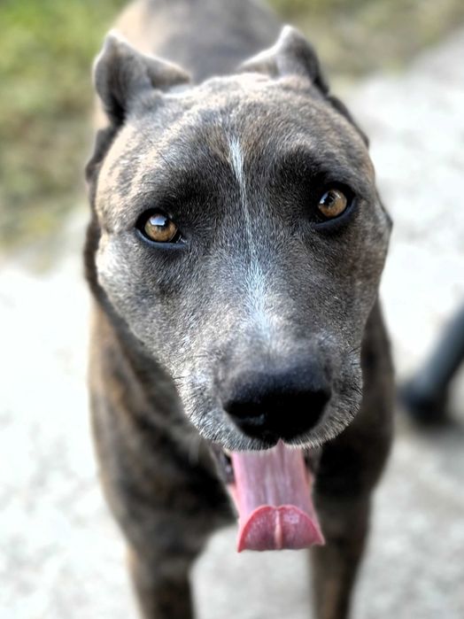 Donez câine metis Amstaff – Oferă-i o șansă, primești iubire pe viață!