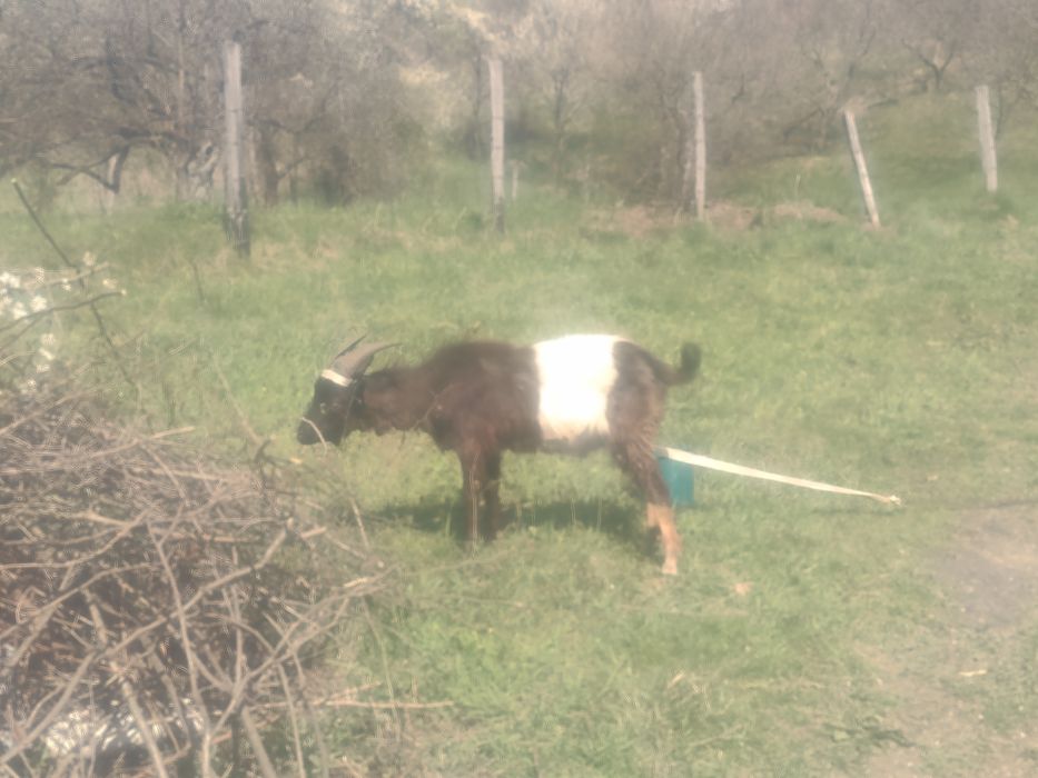 Vând țap tânăr ne castrat