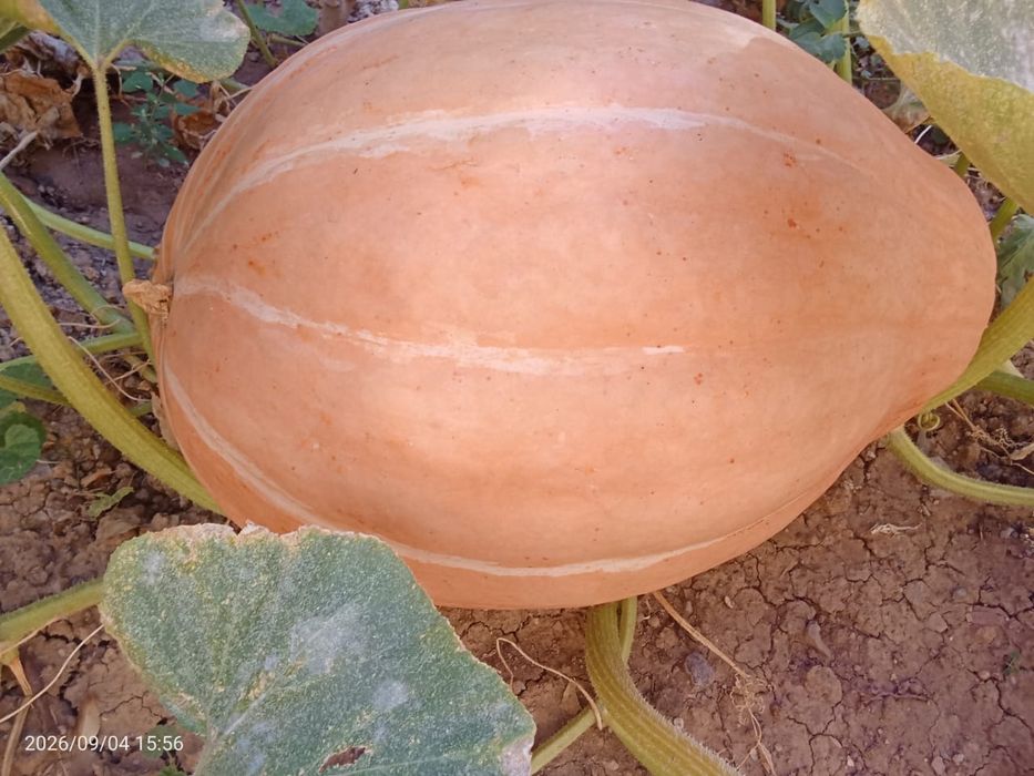 Продам кабачков и хрен