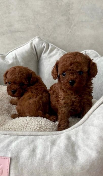 Китай мини тикапчики