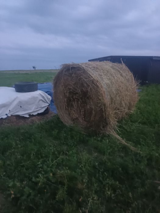 Baloate mari de lucernă 150 pe 160