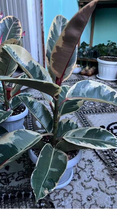 Продам комнатнык растения фикусы