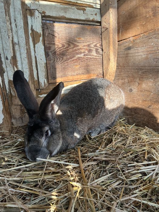 Se vinde urias german