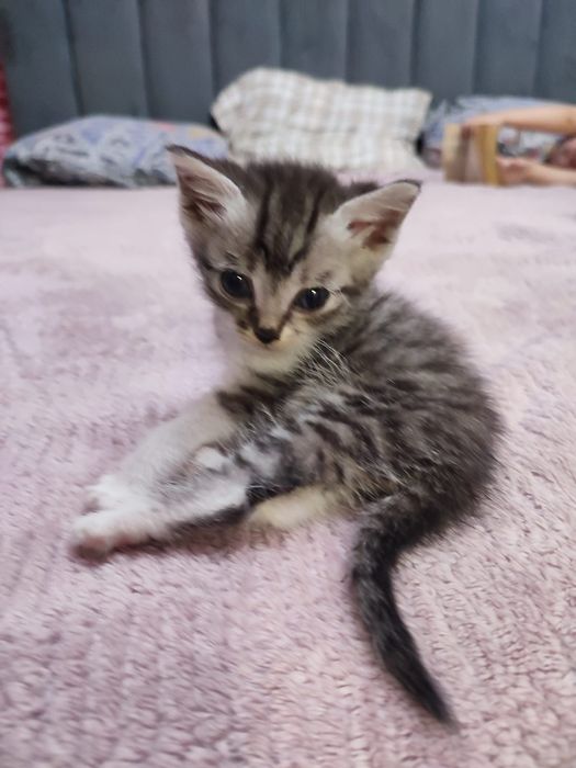 Отдам котят девочек 1.5 месяца