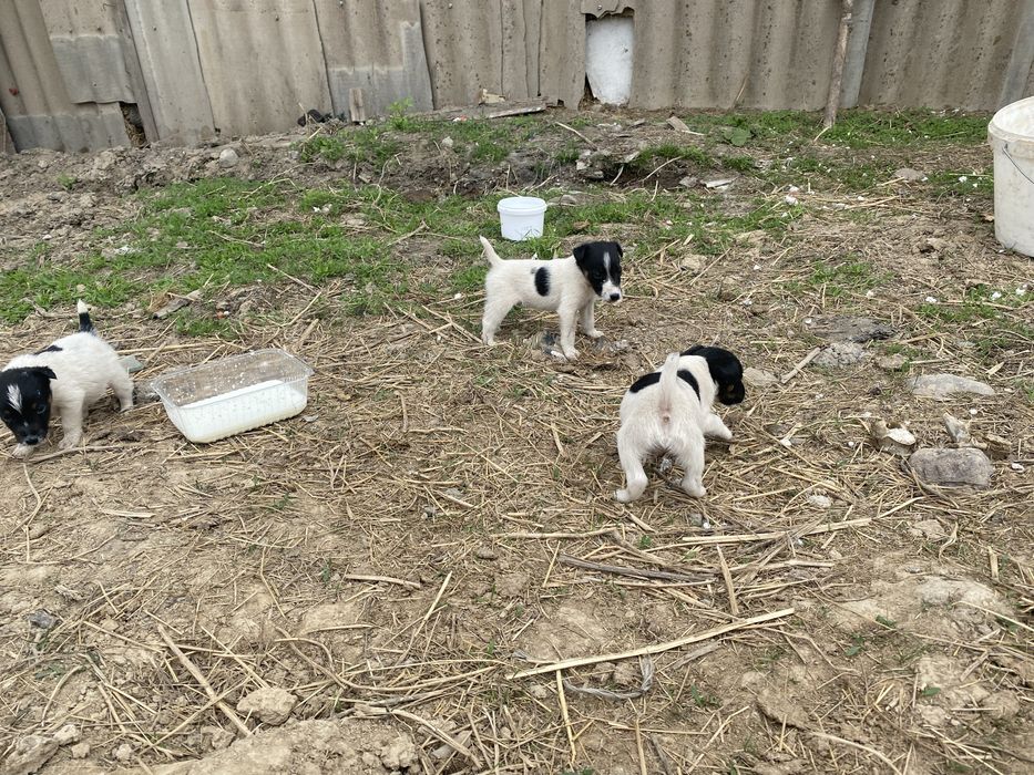 Глаткашорстныи фокстрер