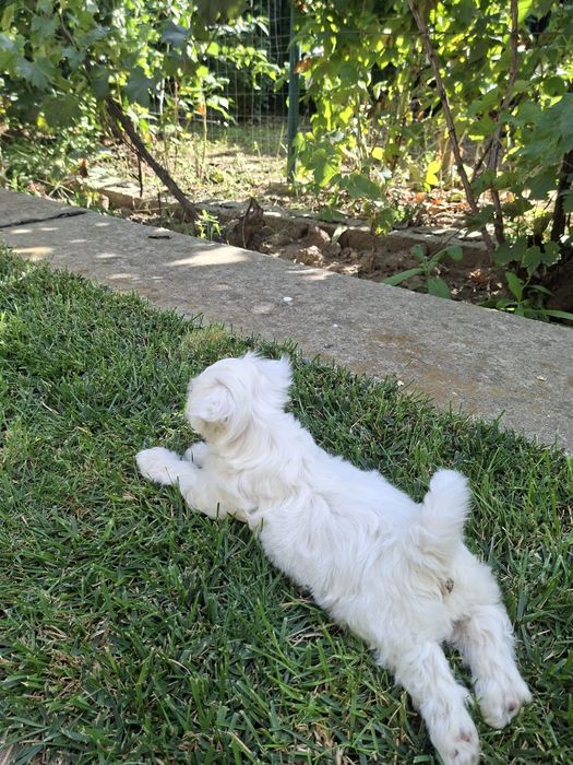 Bichon malteze mini toy