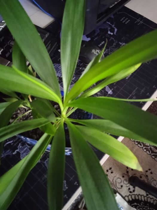 Цветочки,цена 500тенге