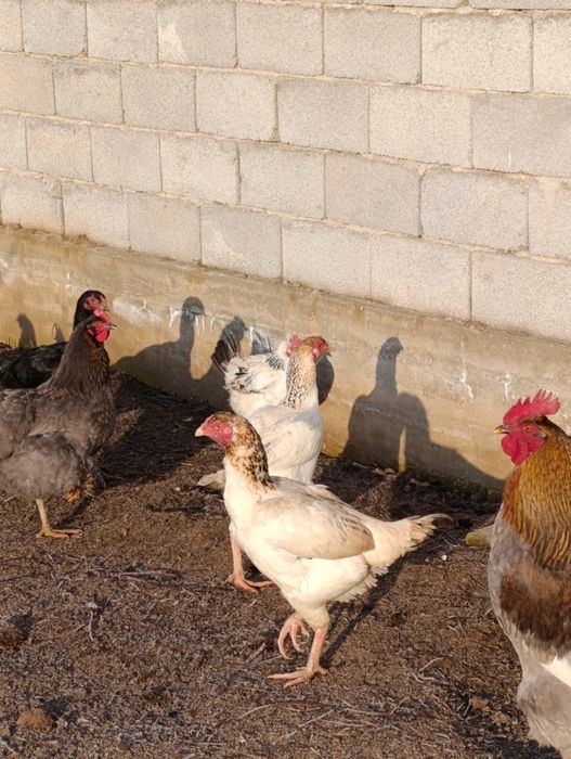Продается куры домашние